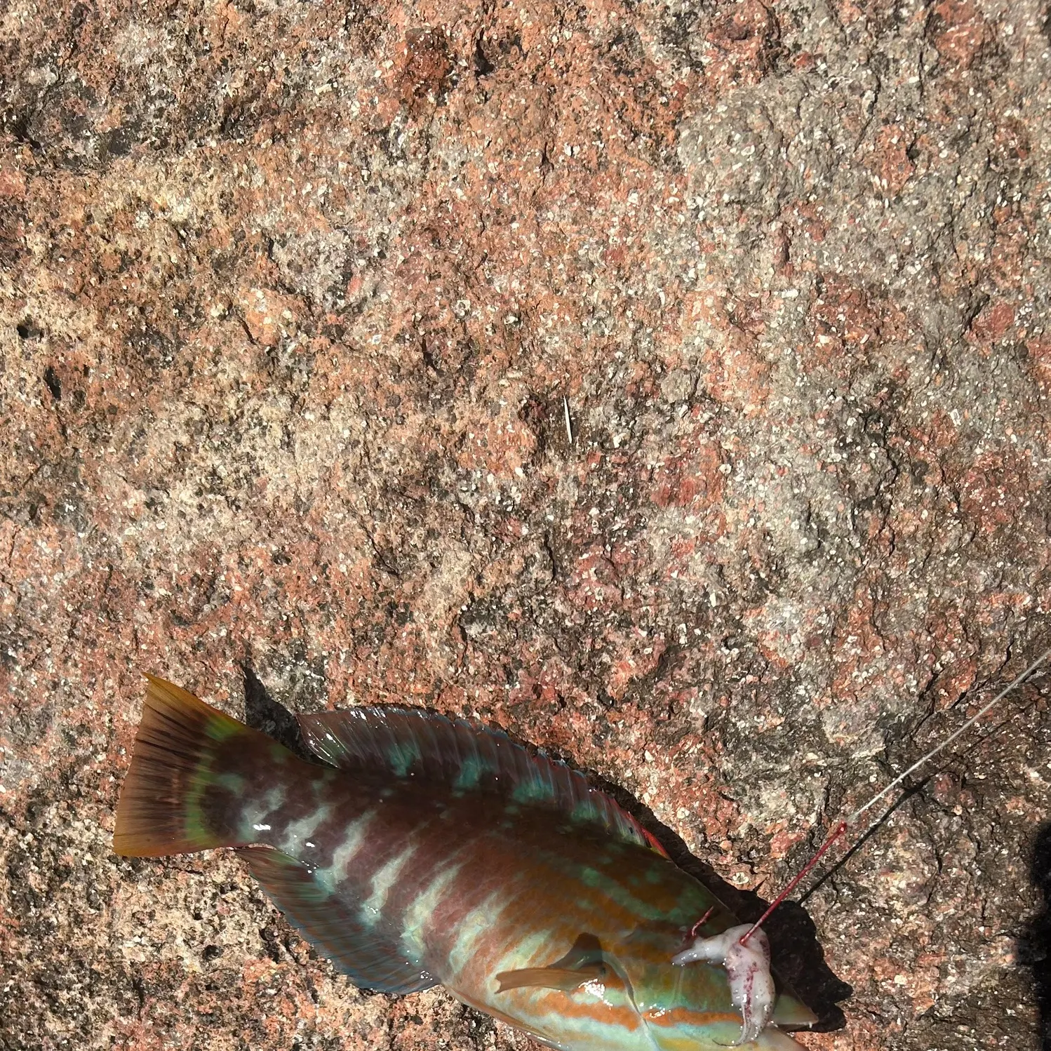 Gunther's wrasse caught on Fishbrain