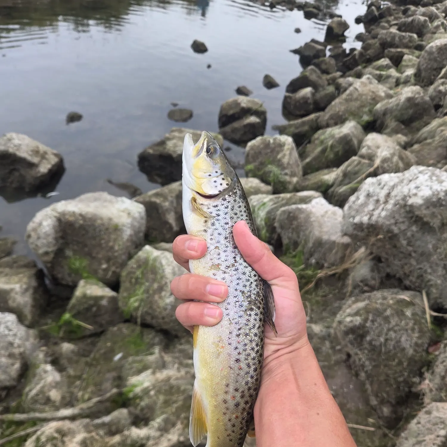 Brown trout caught on Fishbrain