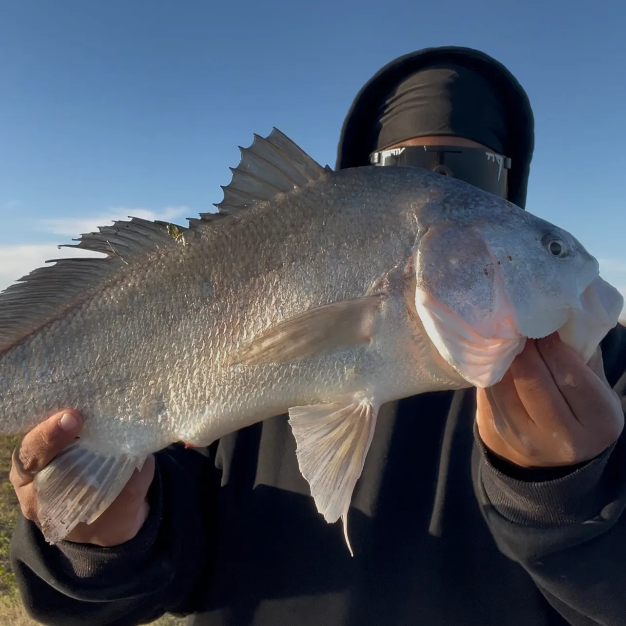 The most recent Freshwater drum catches on Fishbrain