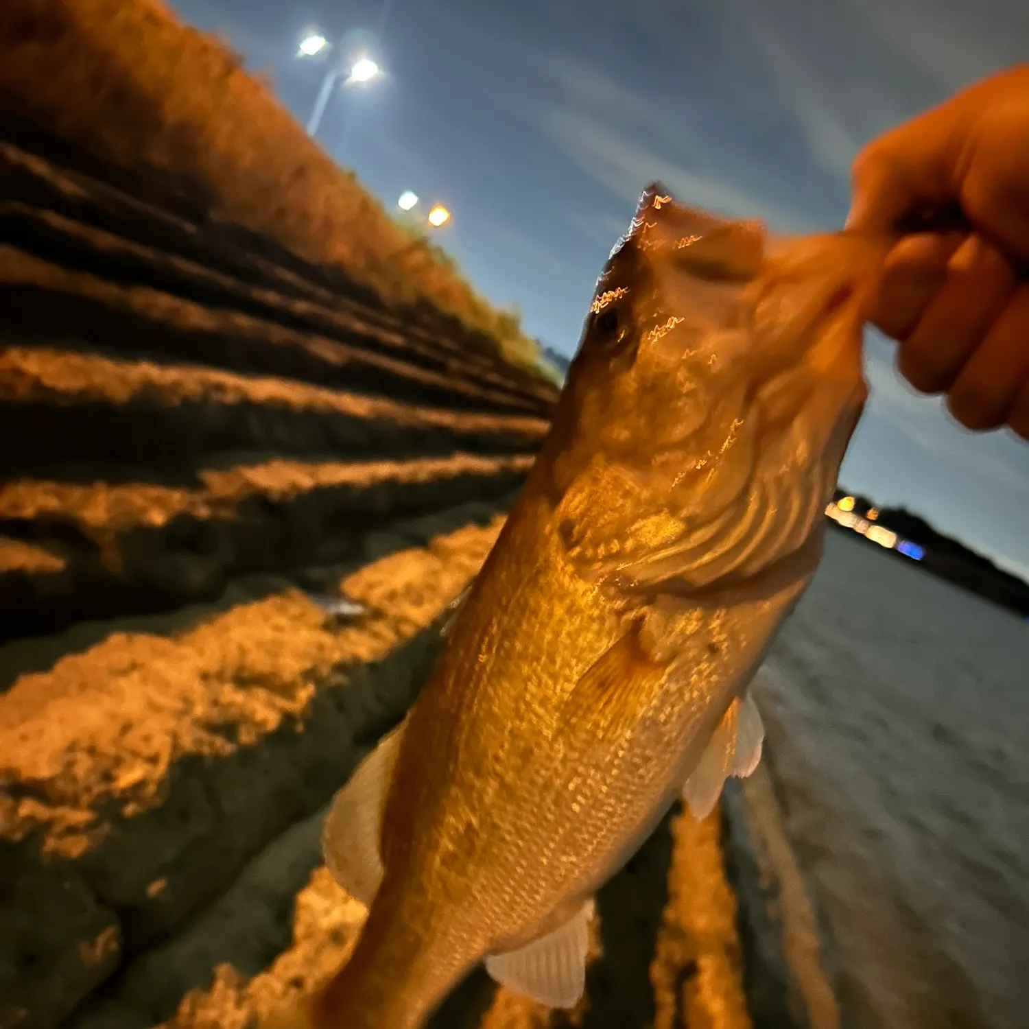 Fish caught on Fishbrain