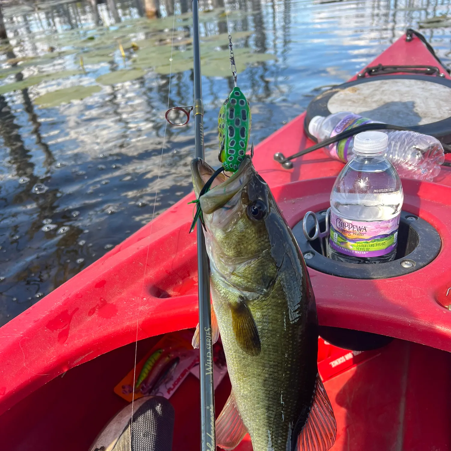 Largemouth bass caught on Fishbrain
