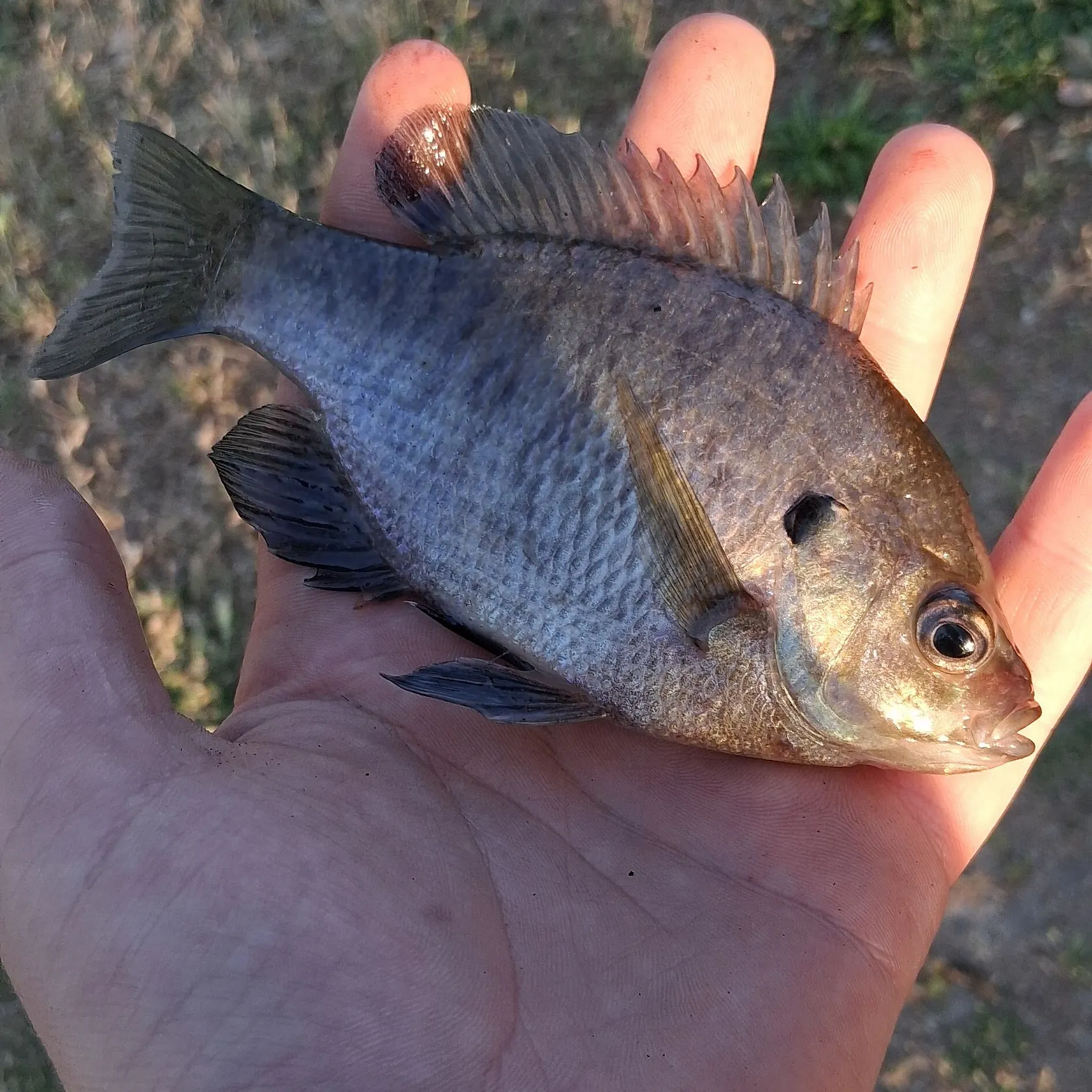 angler catch