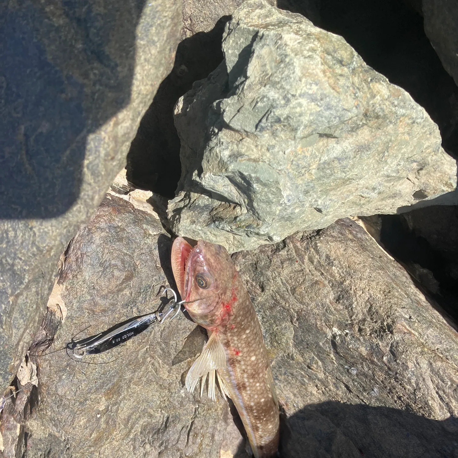 The most popular recent Brushtooth lizardfish catch on Fishbrain