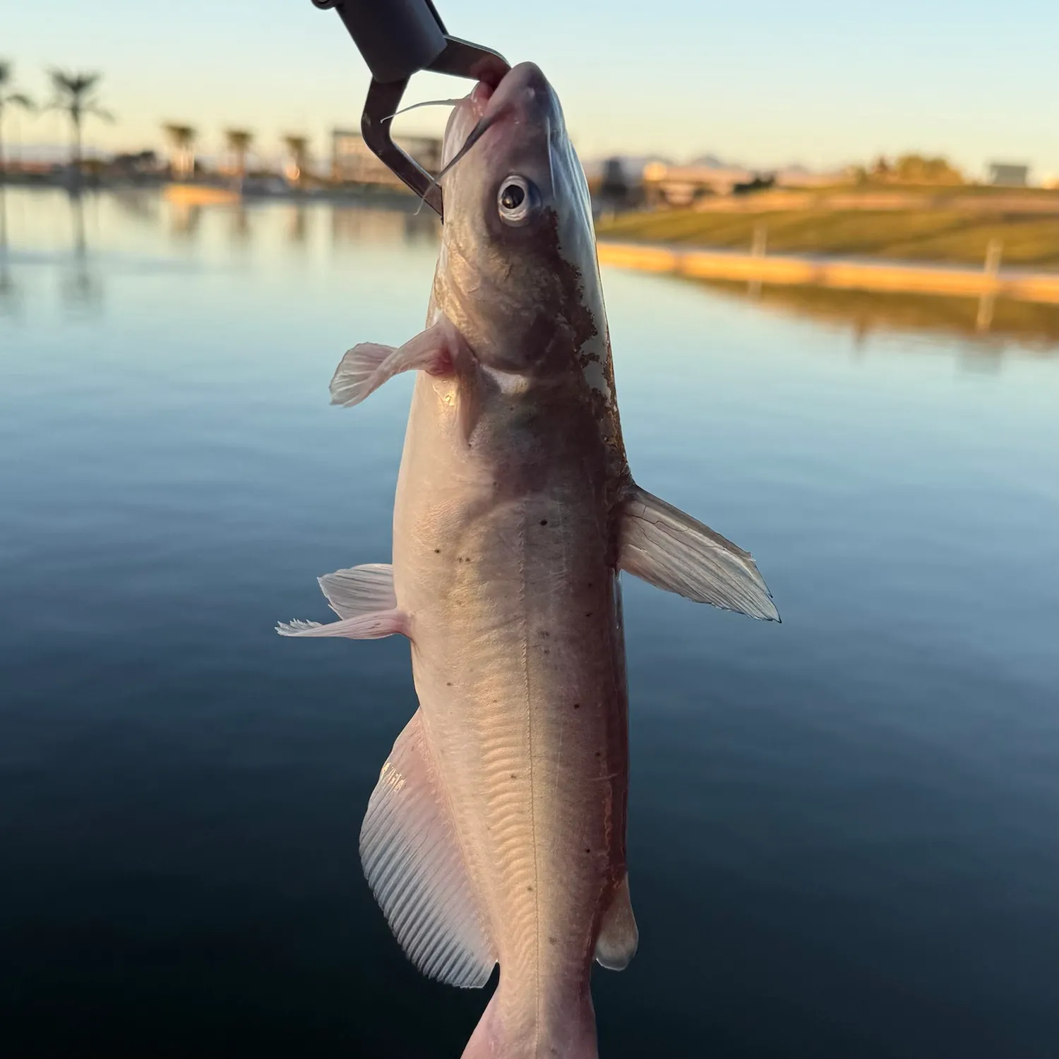 Channel catfish caught on Fishbrain