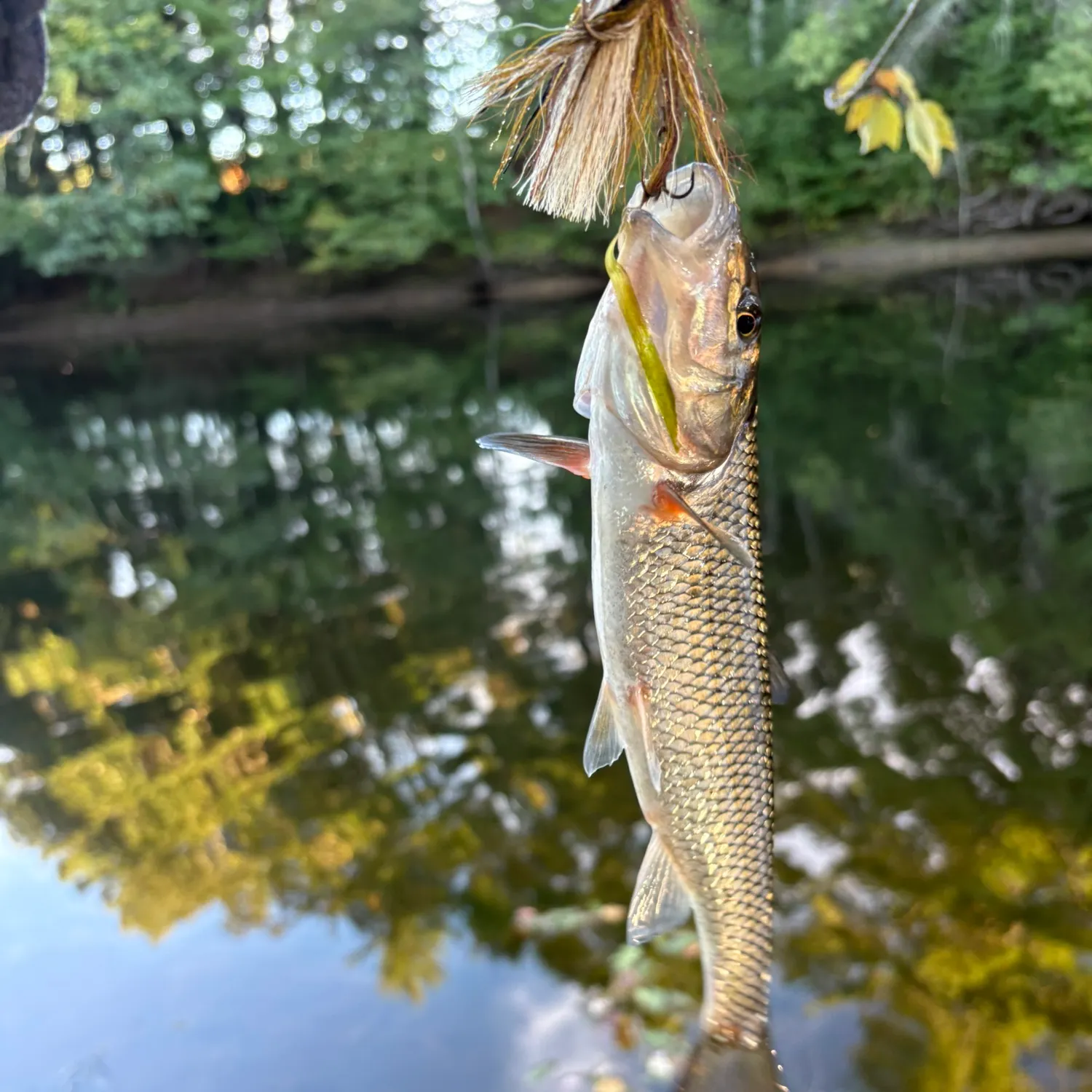 Fallfish caught on Fishbrain