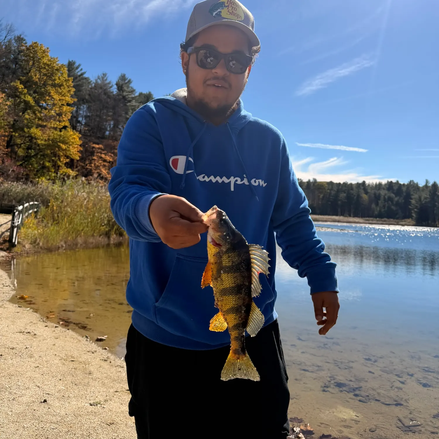 Yellow perch caught on Fishbrain