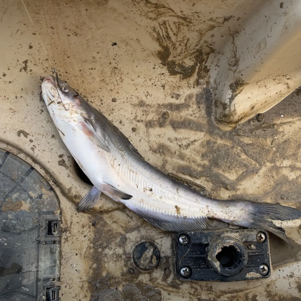 Blue catfish caught on Fishbrain