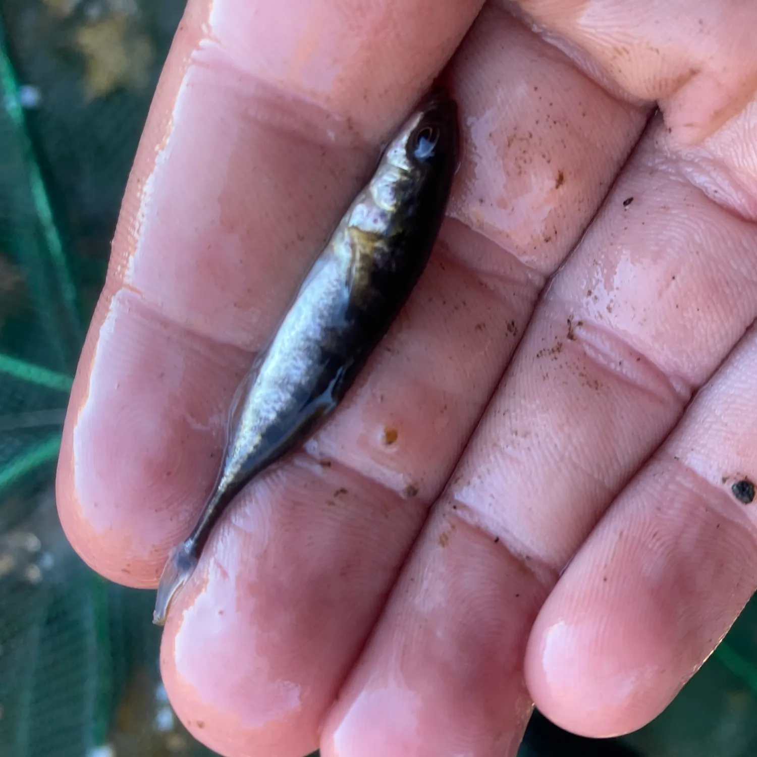 The most recent Ninespine stickleback catches on Fishbrain