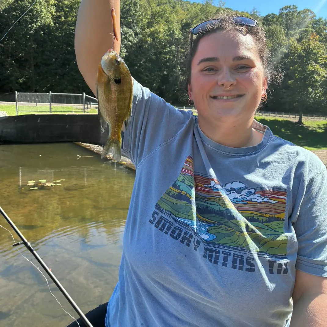 Bluegill caught on Fishbrain