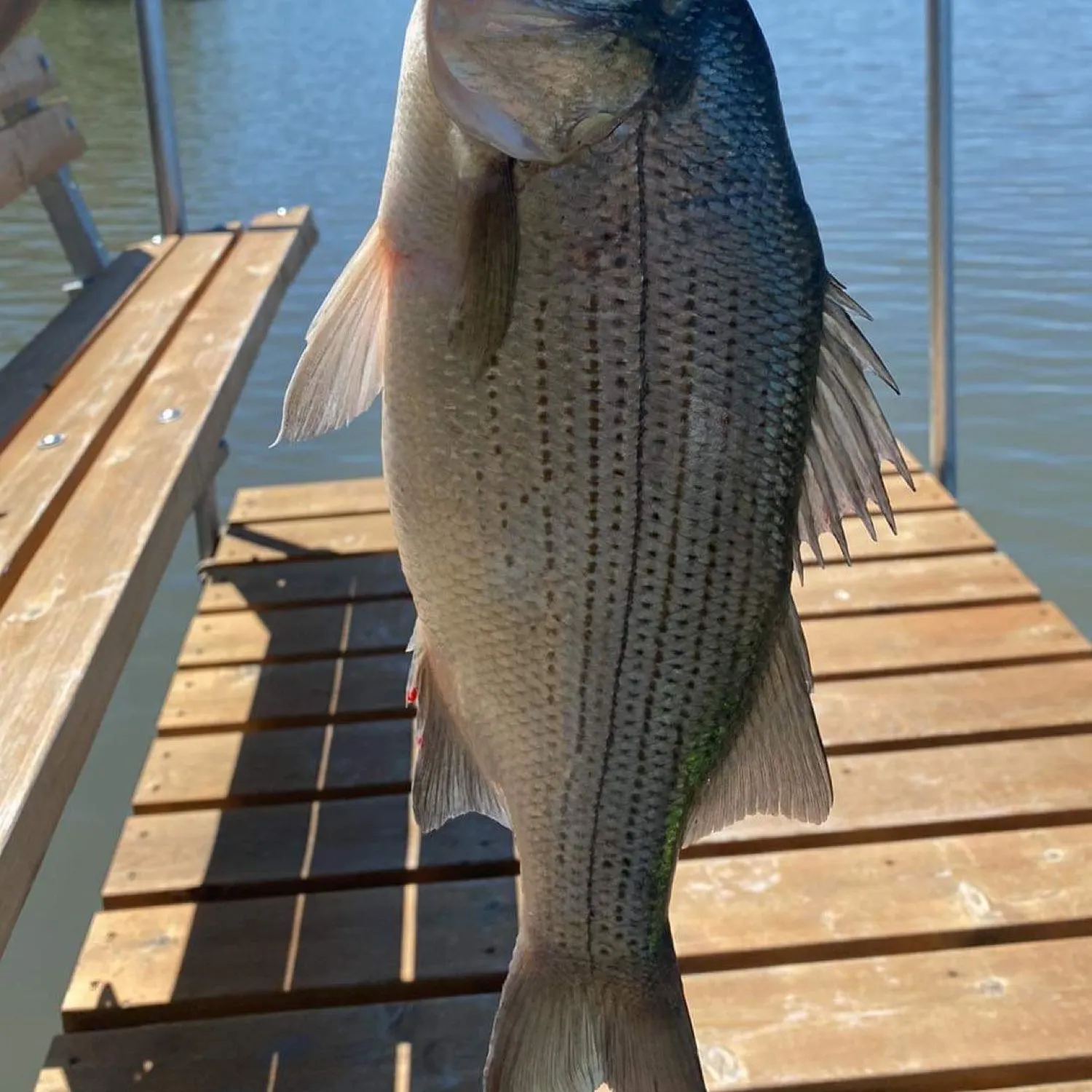 angler catch