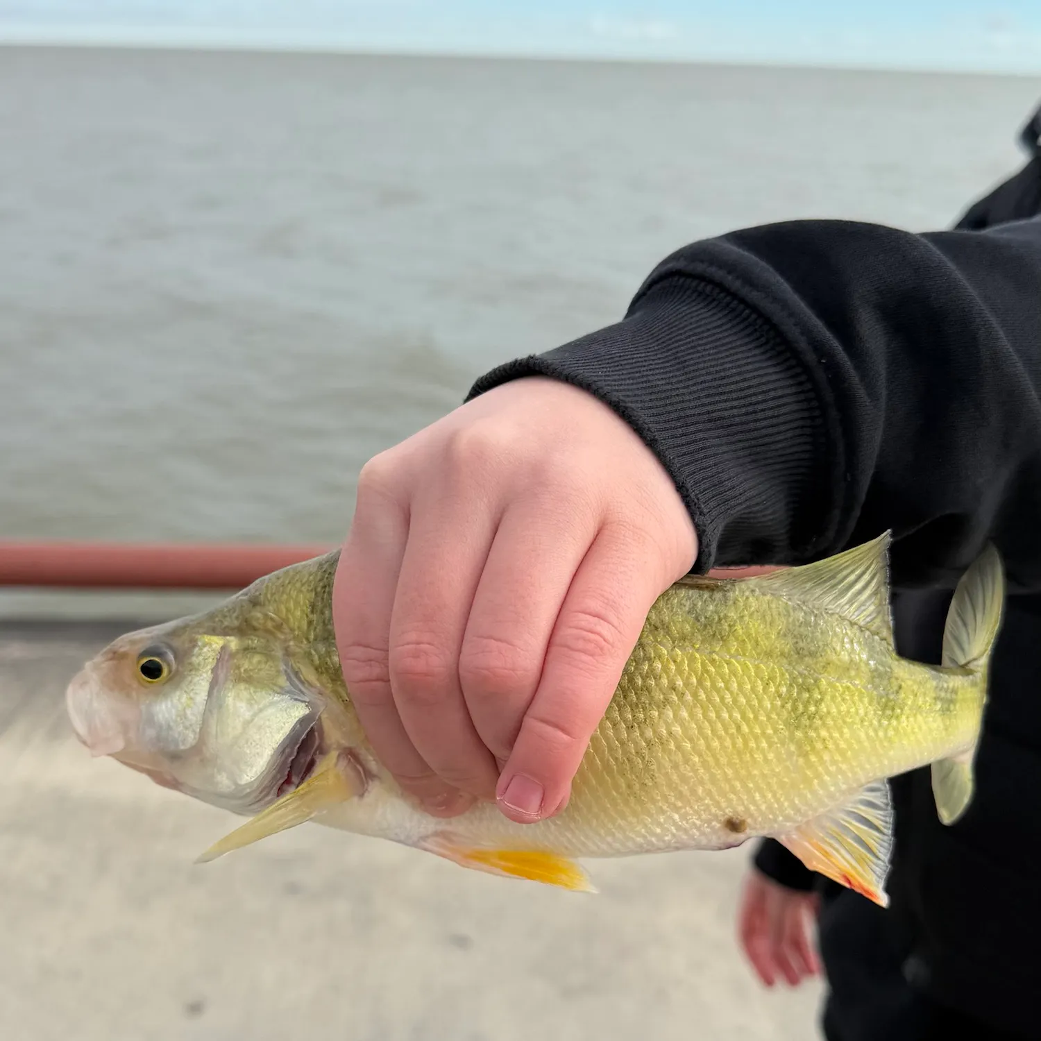 Yellow perch caught on Fishbrain