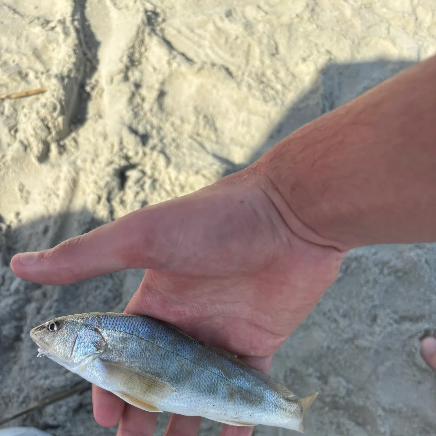 The most recent Gulf kingcroaker catches on Fishbrain