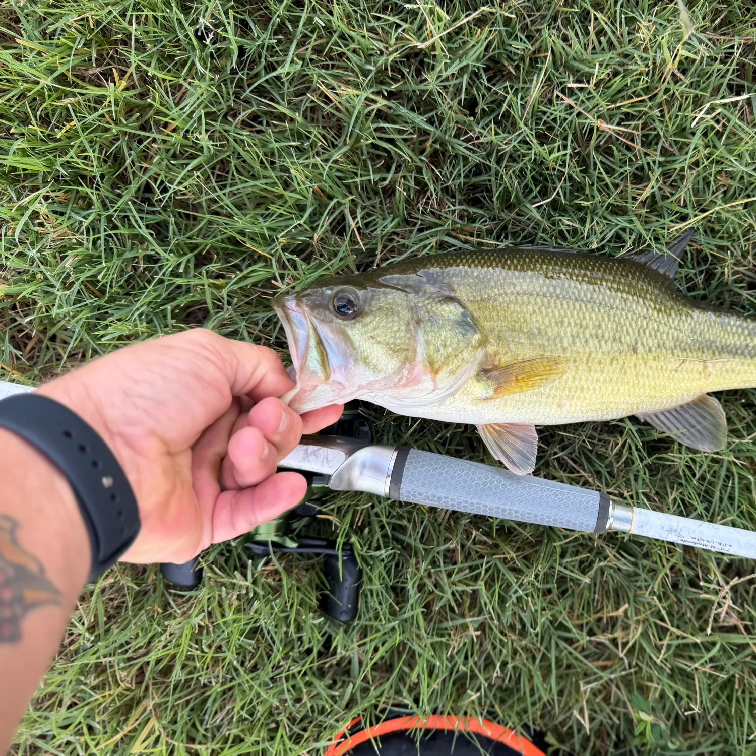 Largemouth bass caught on Fishbrain