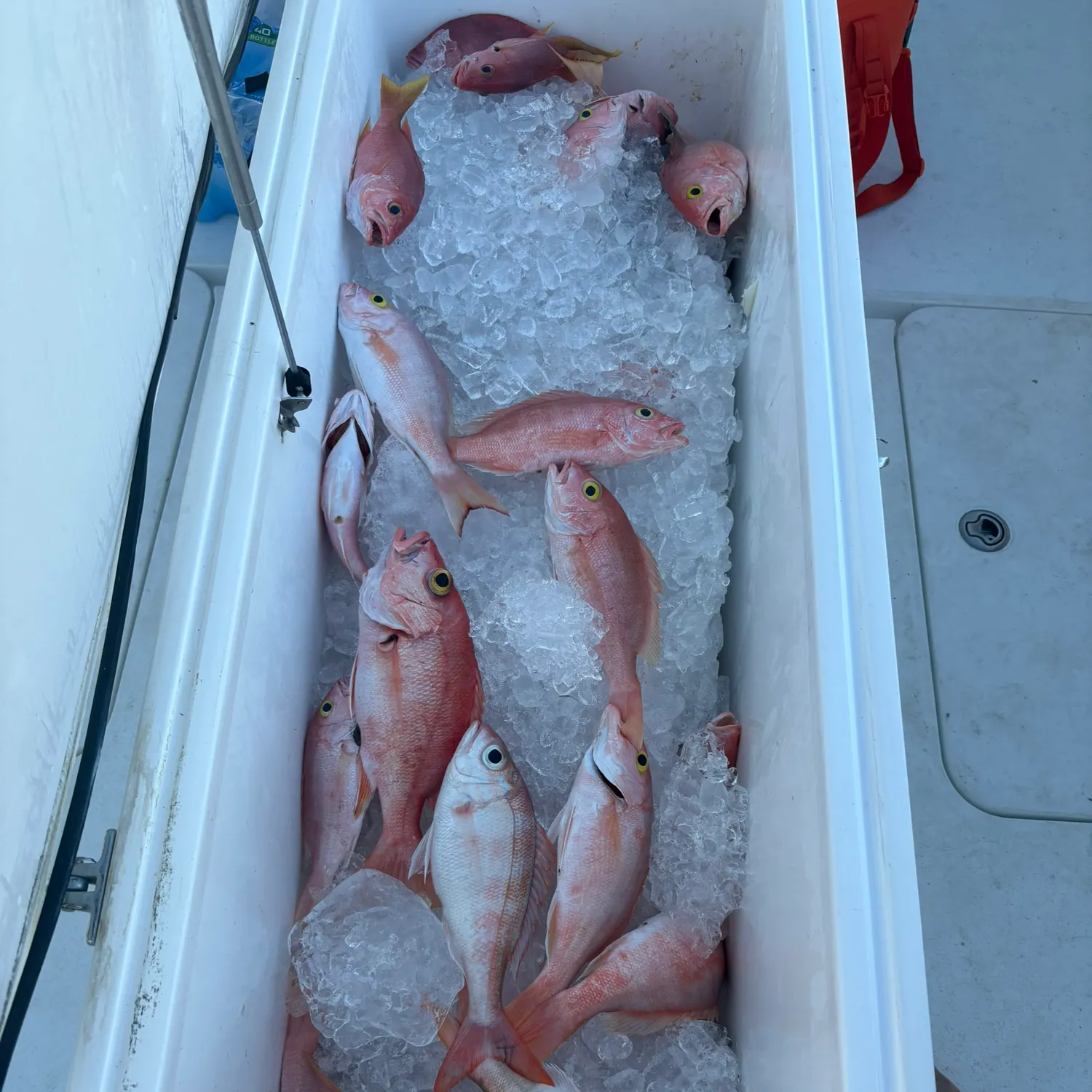 The most recent Silk snapper catches on Fishbrain