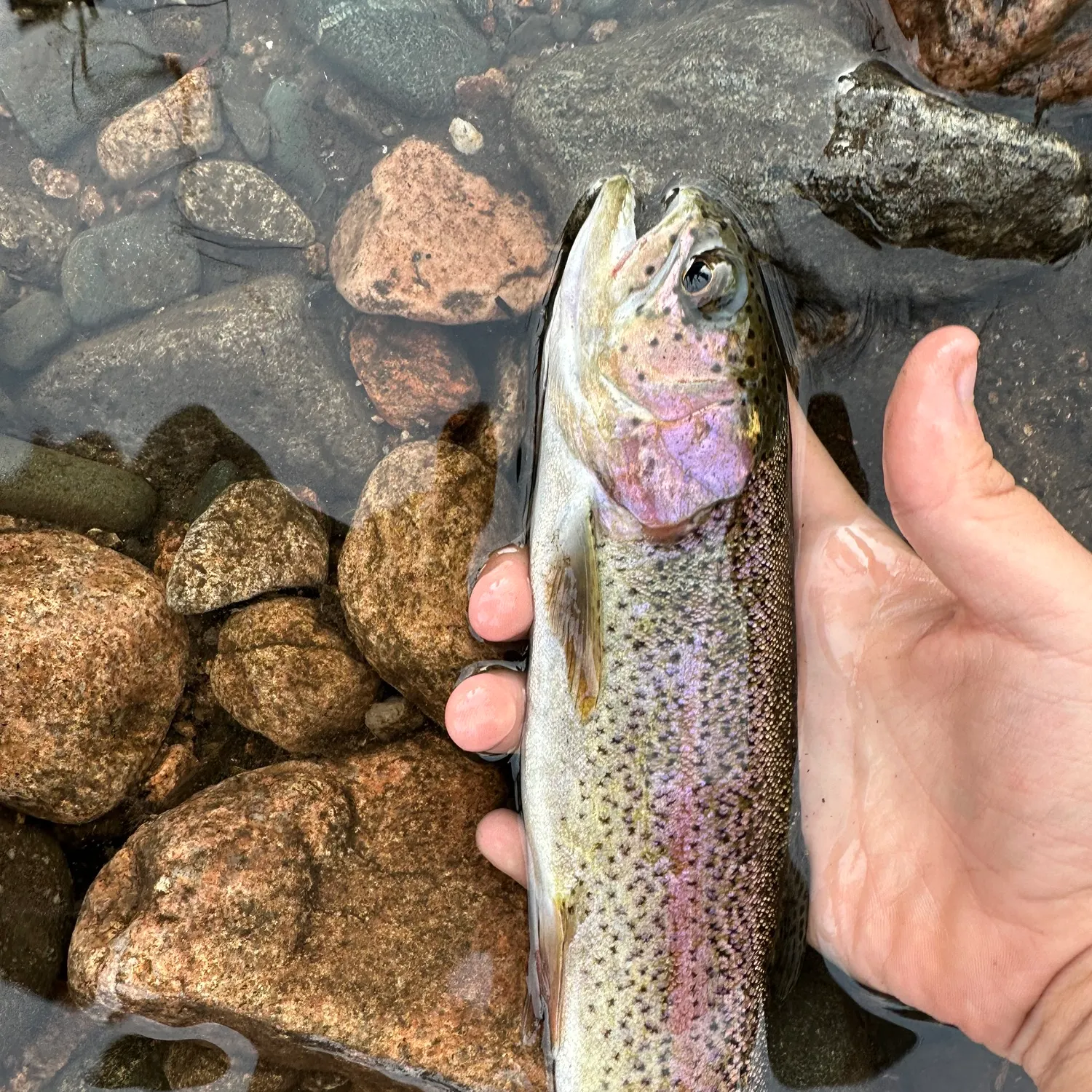 Rainbow trout caught on Fishbrain