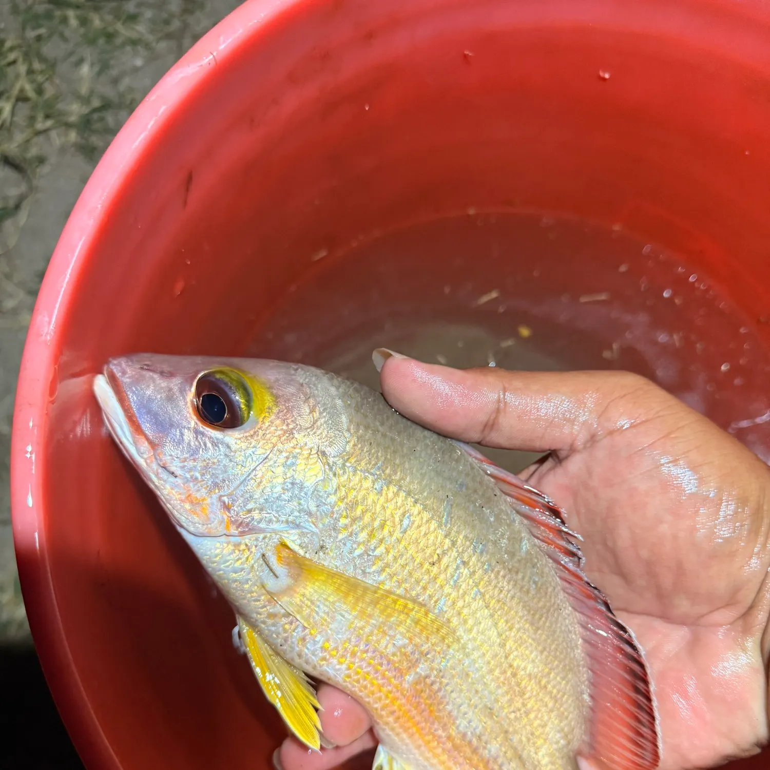 The most recent Blacktail snapper catches on Fishbrain