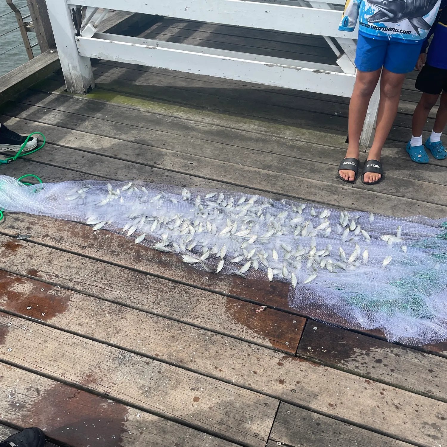 The most recent Atlantic herring catches on Fishbrain