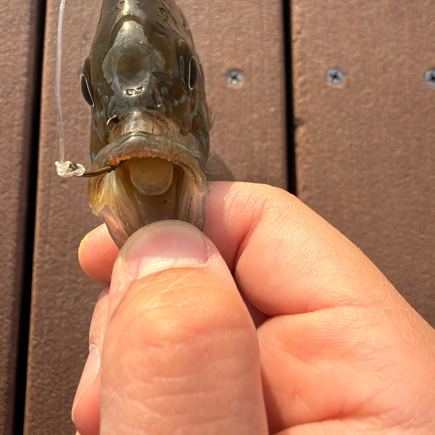 Redbreast sunfish caught on Fishbrain