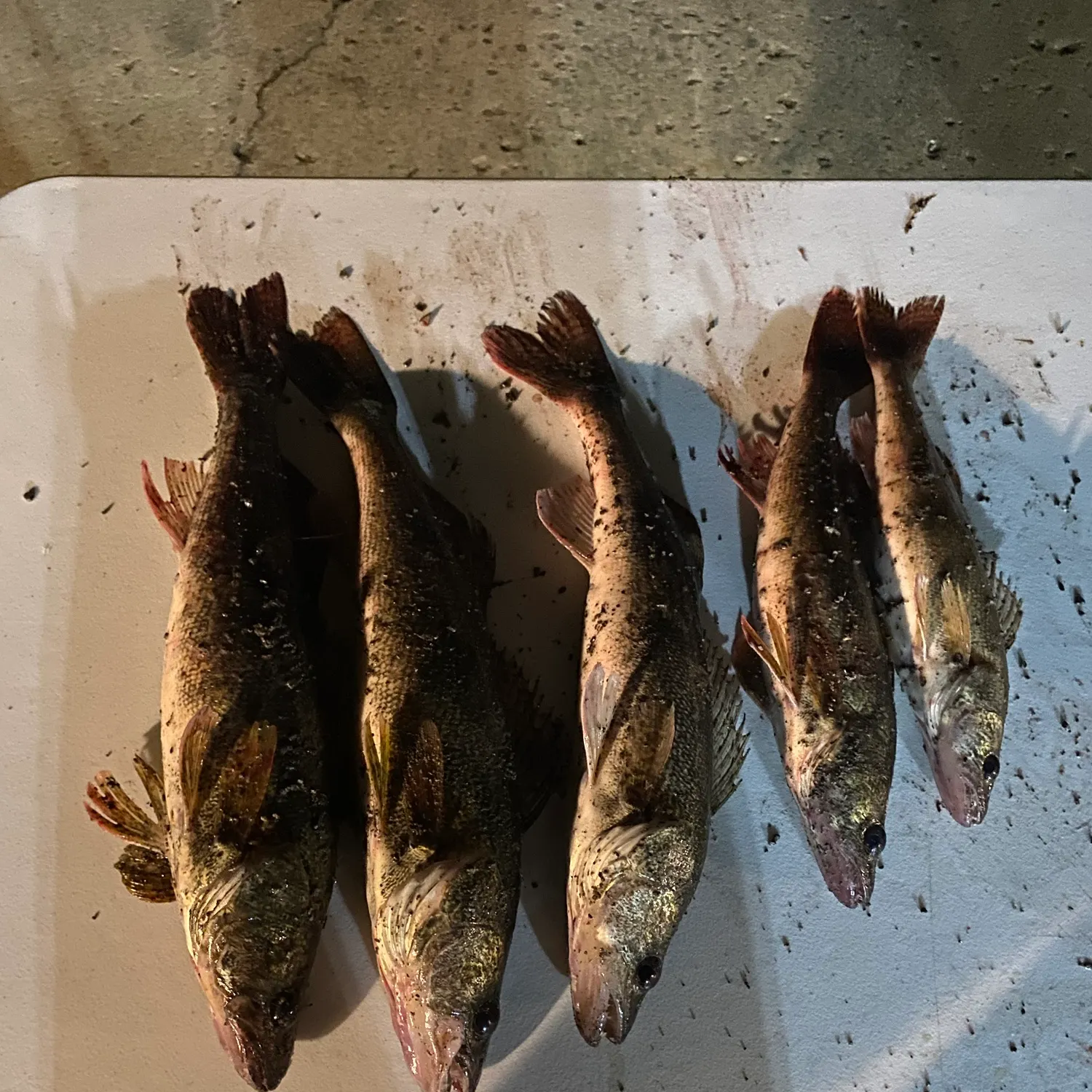 Saugeye caught on Fishbrain
