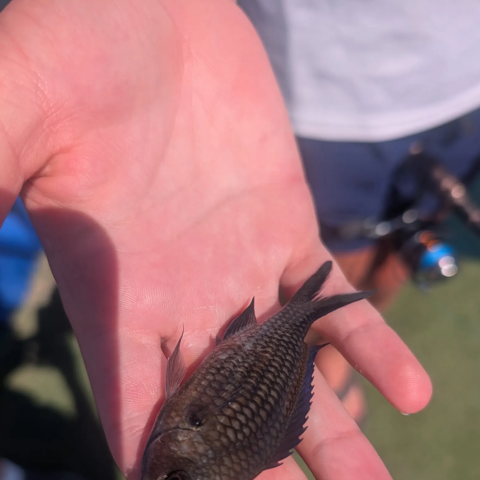The most recent Mediterranean chromis catches on Fishbrain