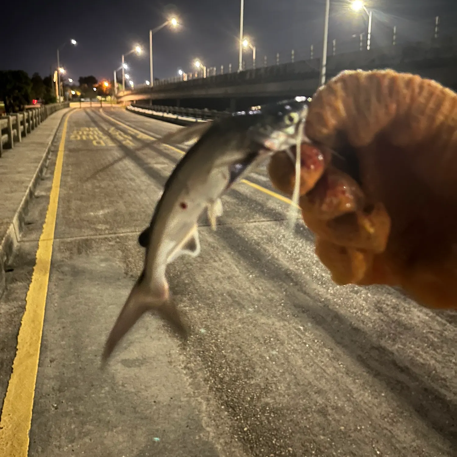 Gafftopsail sea catfish caught on Fishbrain