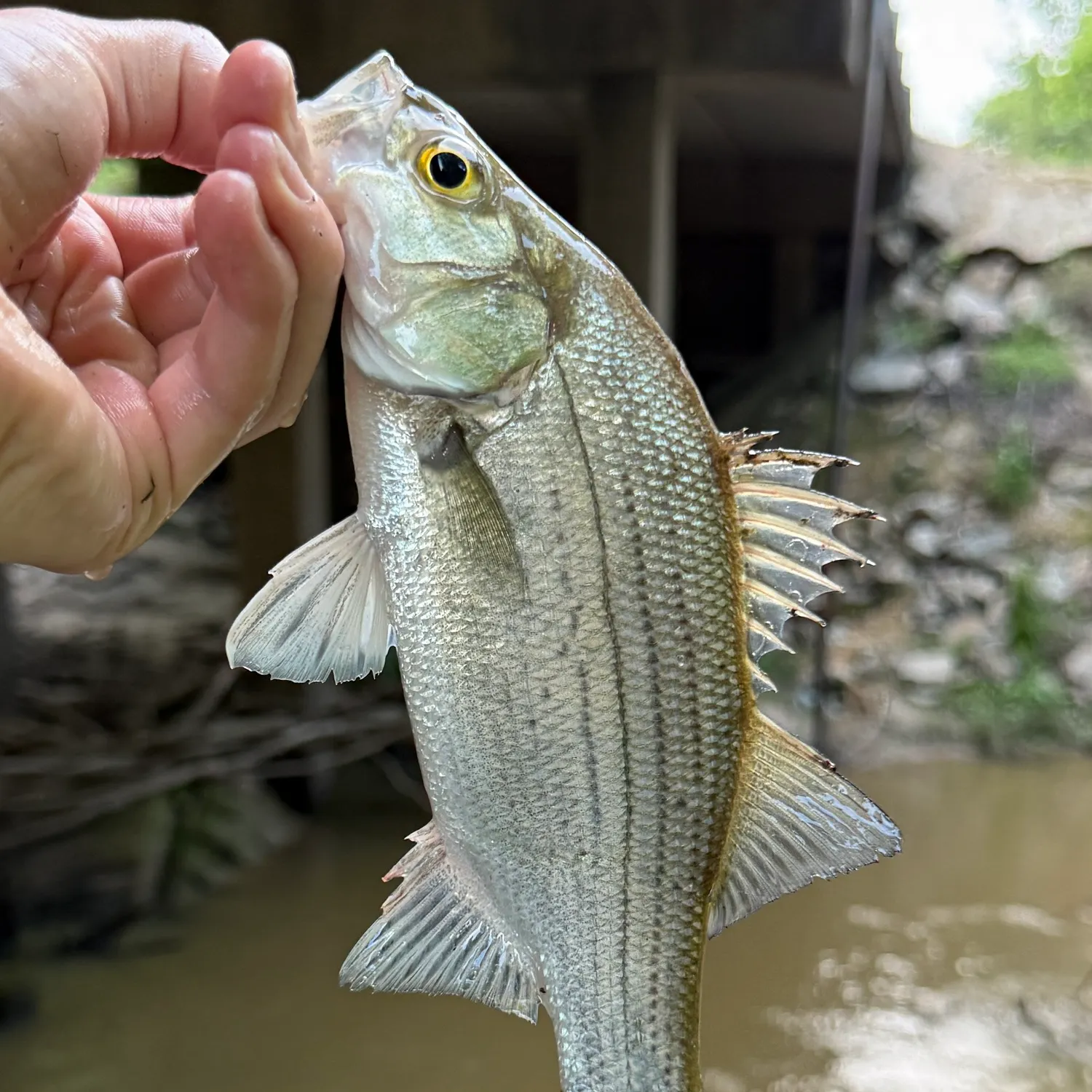 White bass caught on Fishbrain