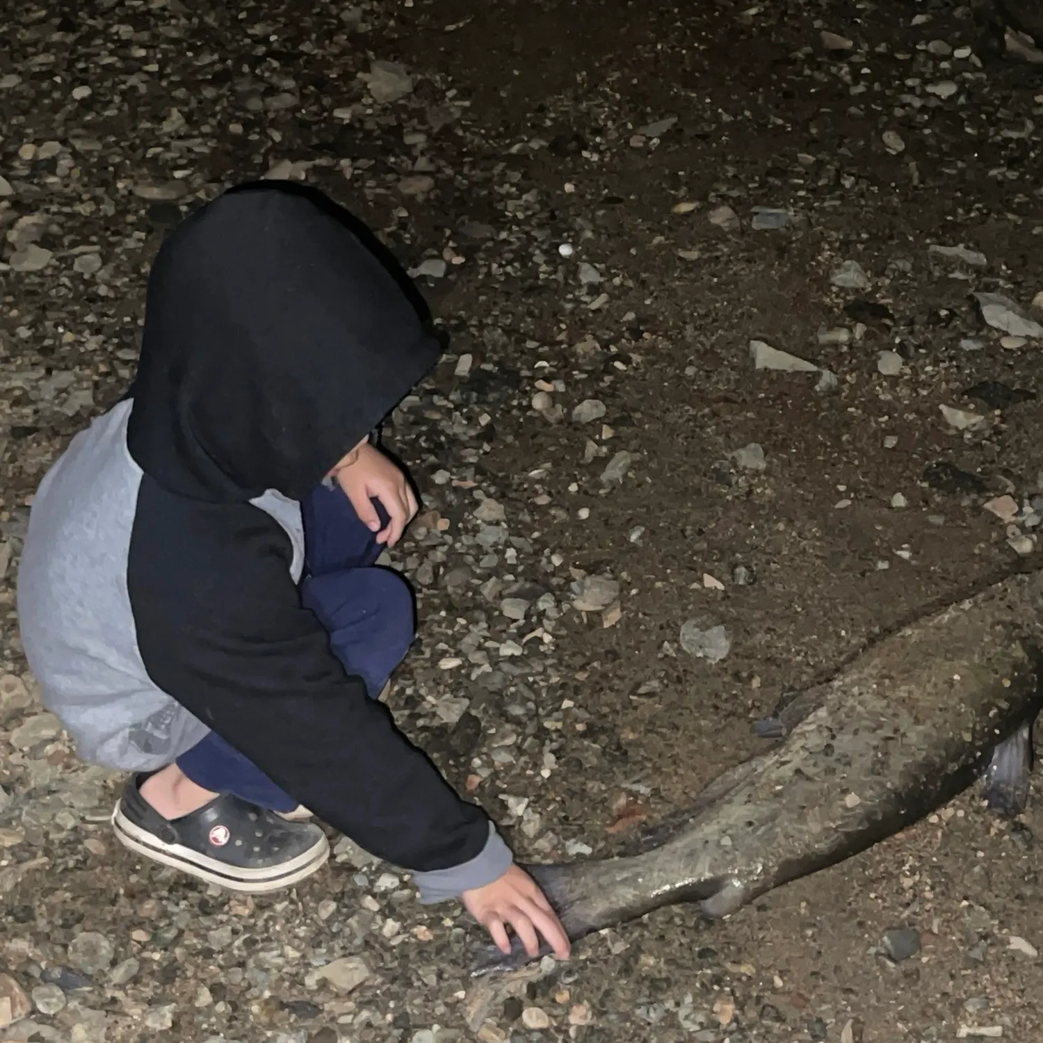 Channel catfish caught on Fishbrain
