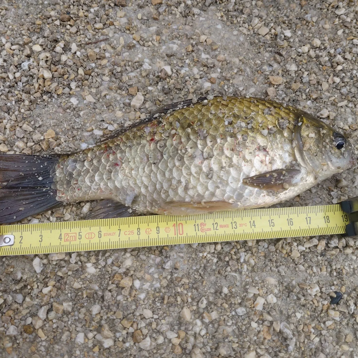 Goldfish caught on Fishbrain