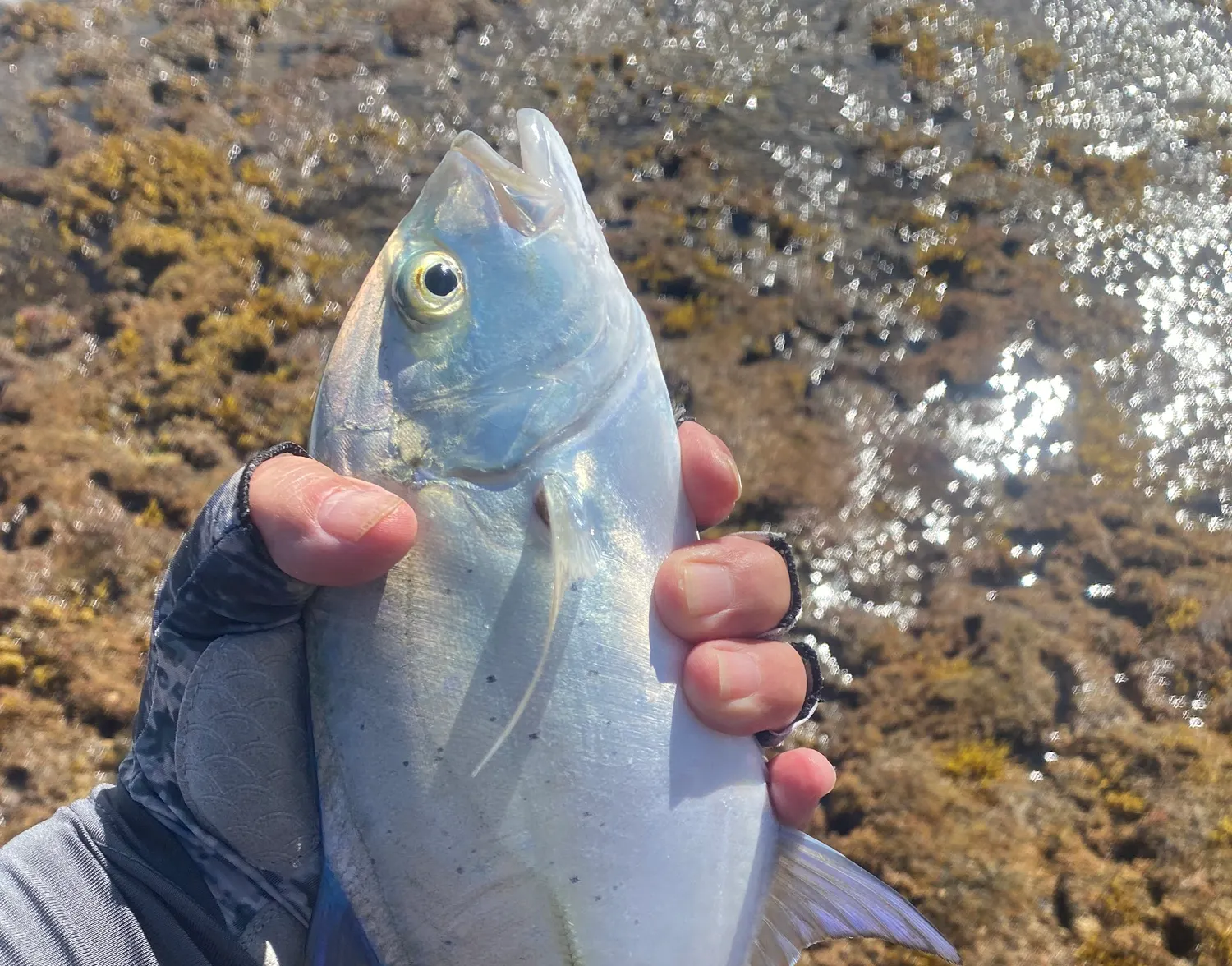 Skipjack trevally