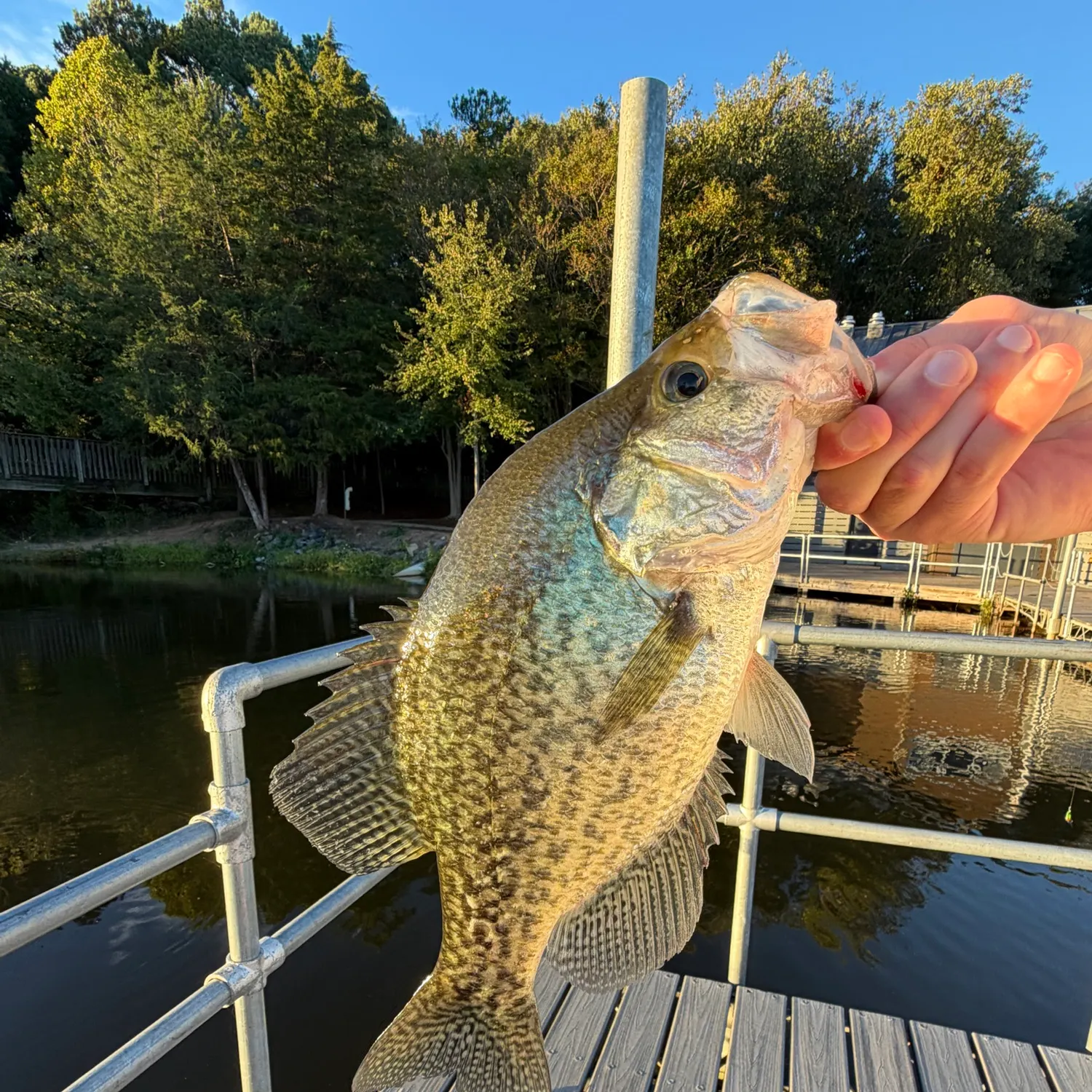Black crappie caught on Fishbrain