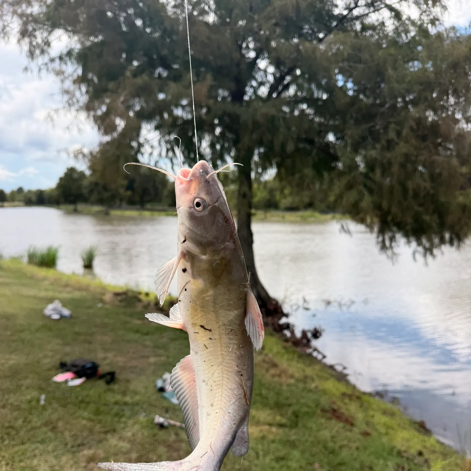 Channel catfish caught on Fishbrain