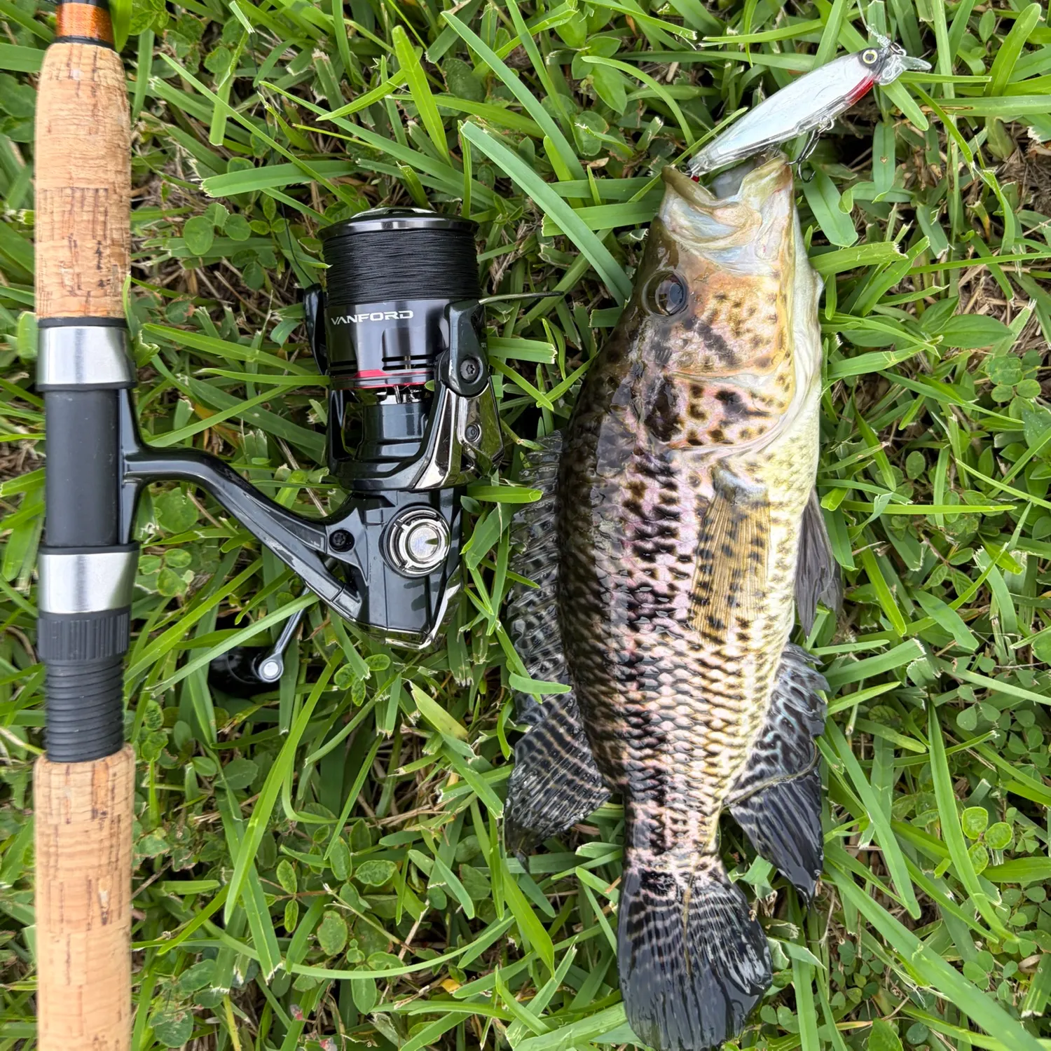 The most recent Jaguar cichlid catches on Fishbrain