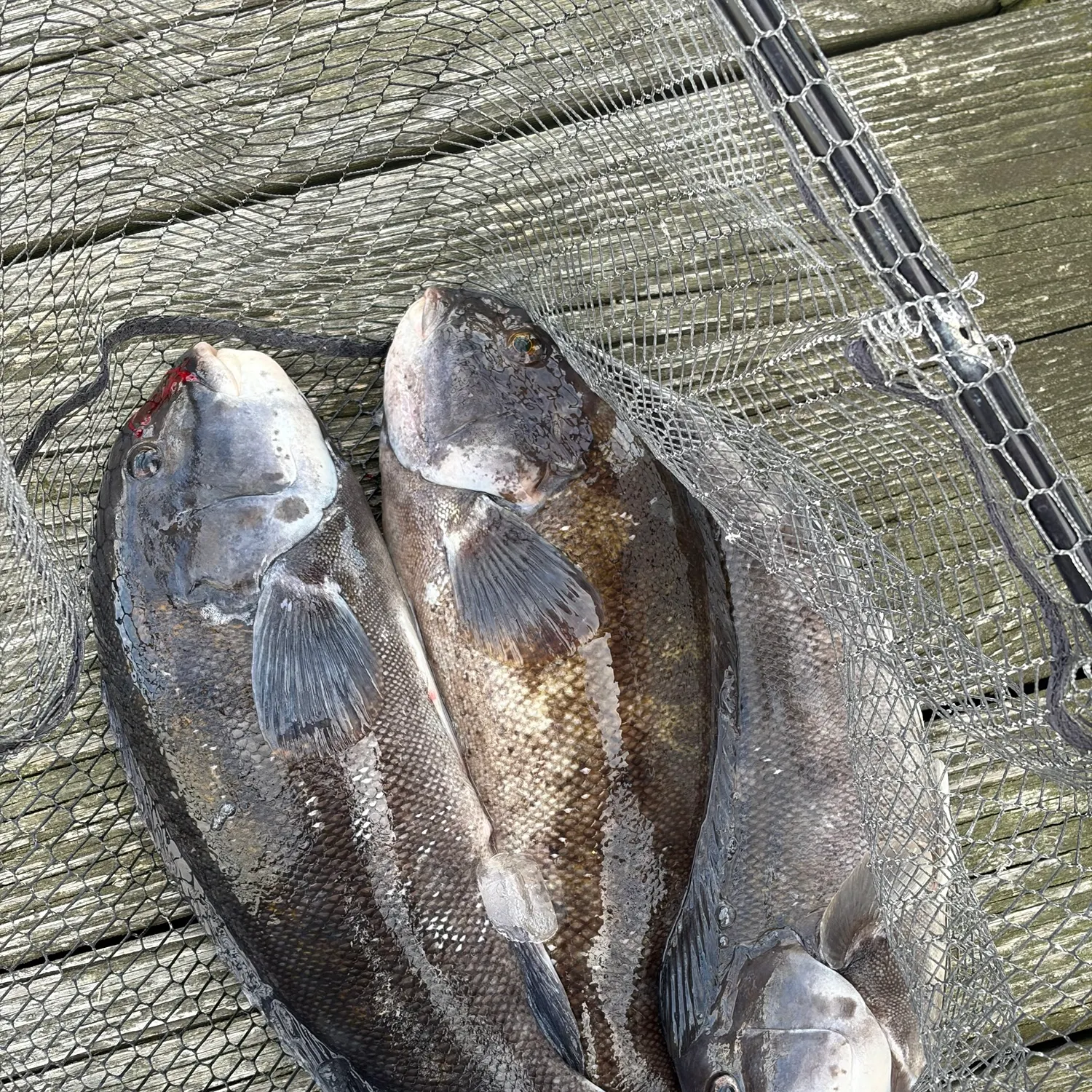 Tautog caught on Fishbrain