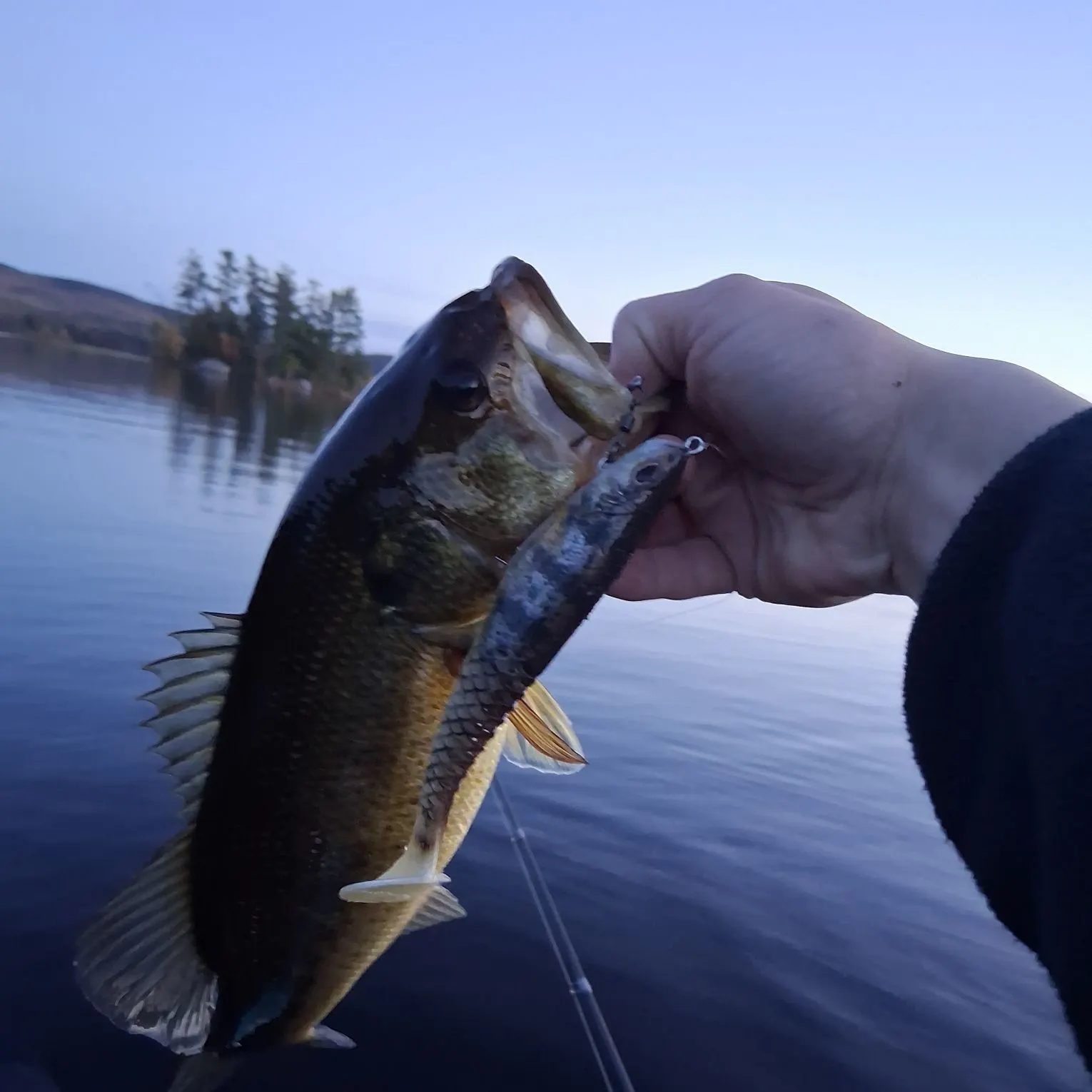 Largemouth bass caught on Fishbrain