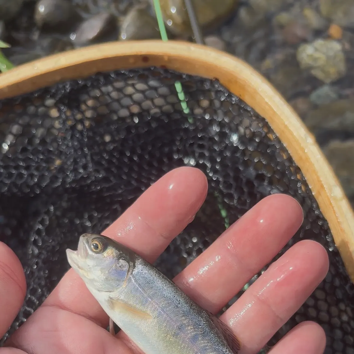 Rainbow trout caught on Fishbrain