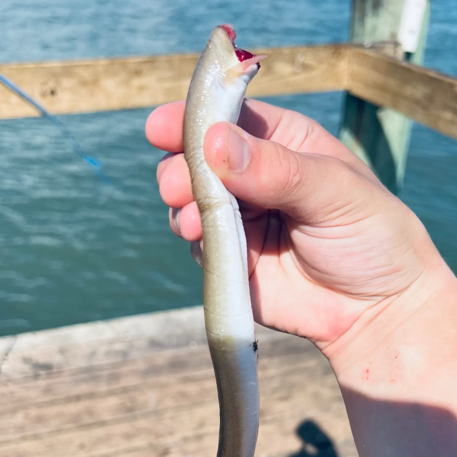 The most recent American eel catches on Fishbrain