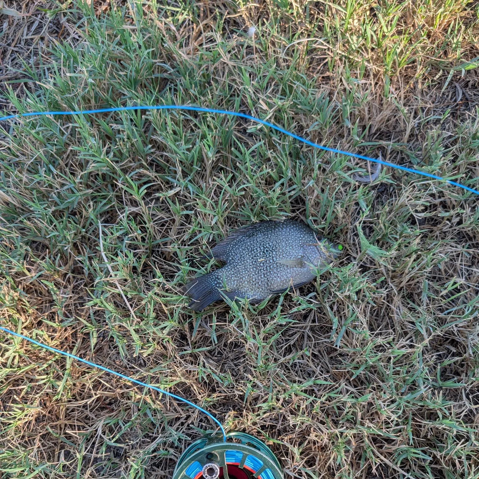Rio Grande cichlid caught on Fishbrain