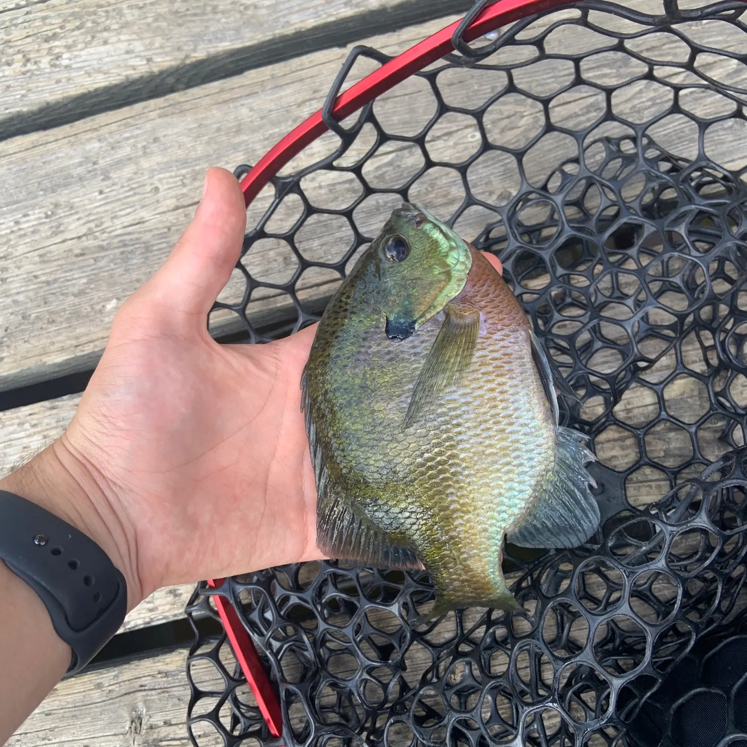 catch