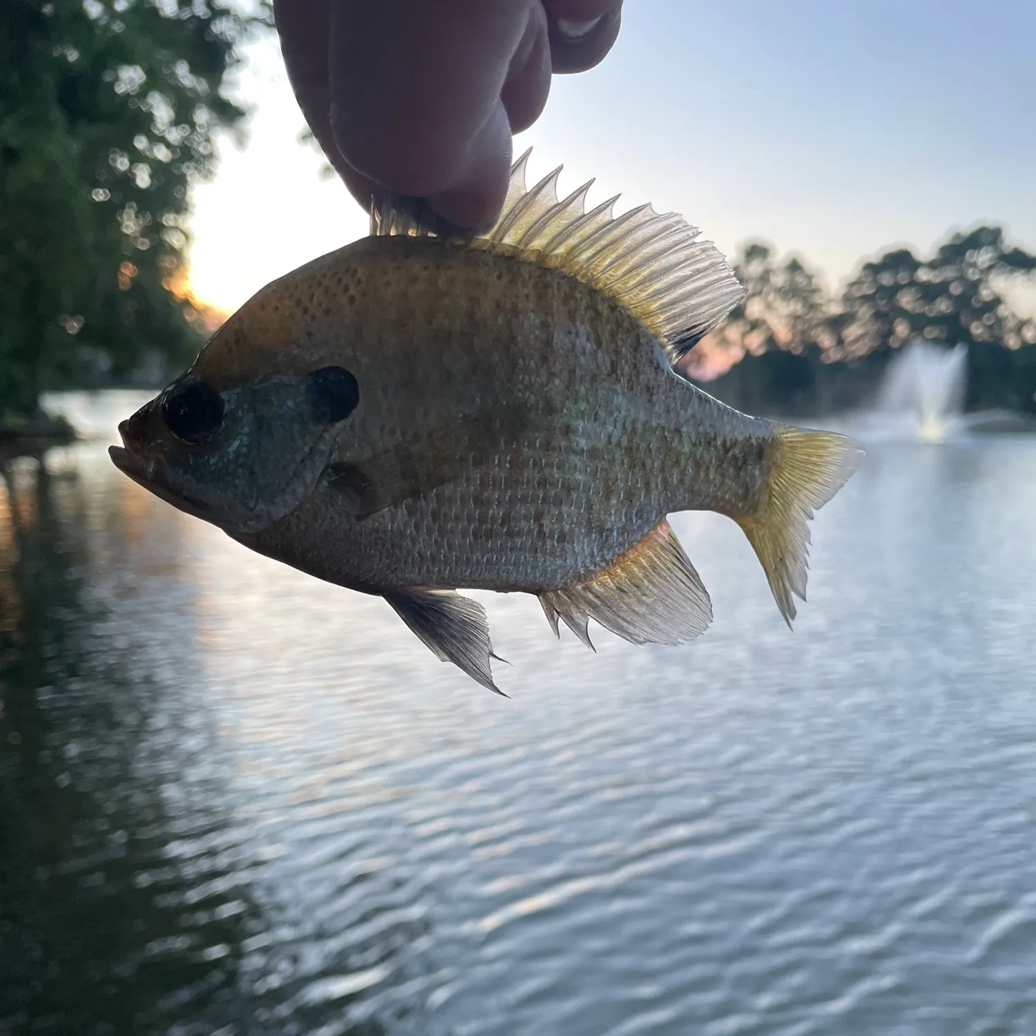 Bluegill caught on Fishbrain