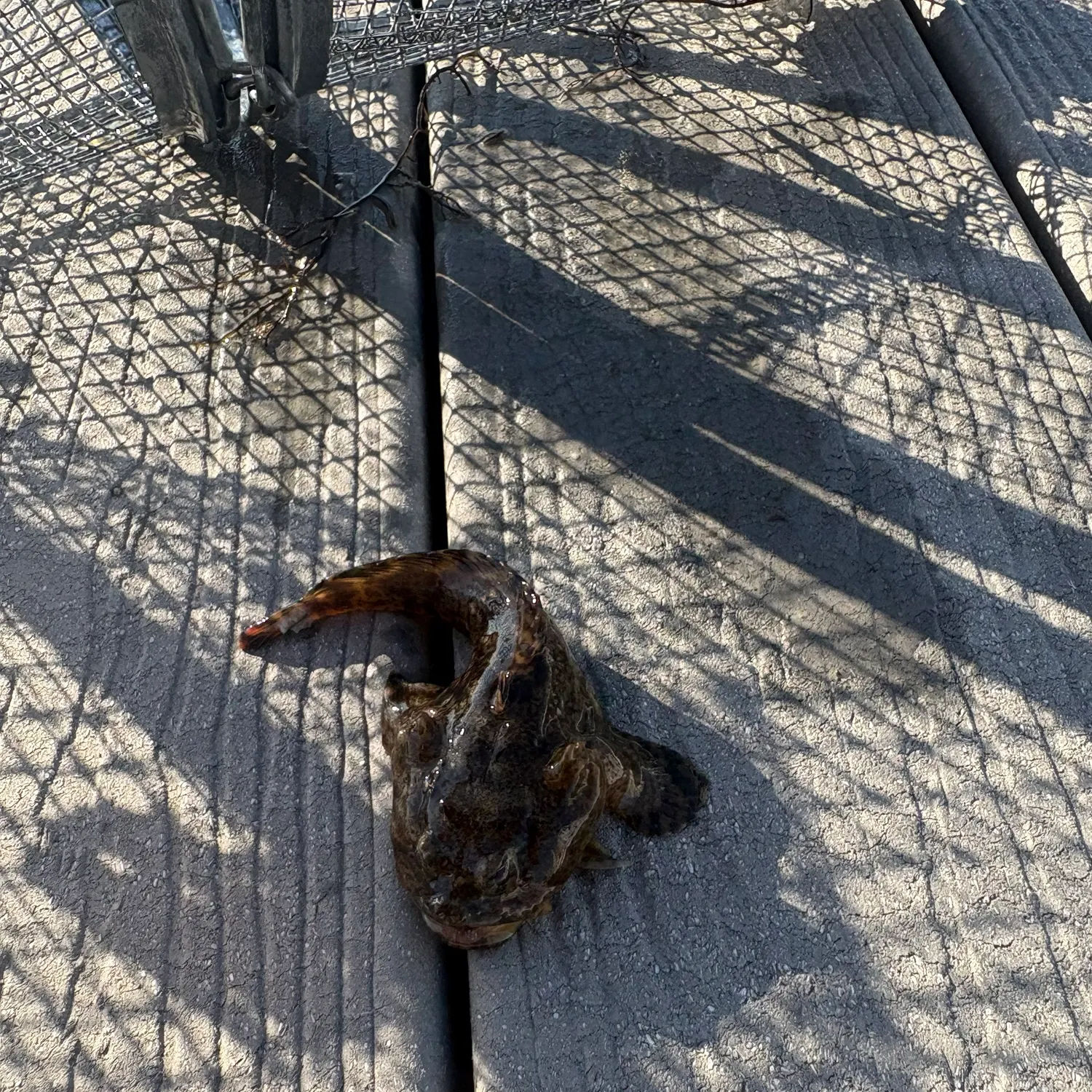The most recent Gulf toadfish catches on Fishbrain
