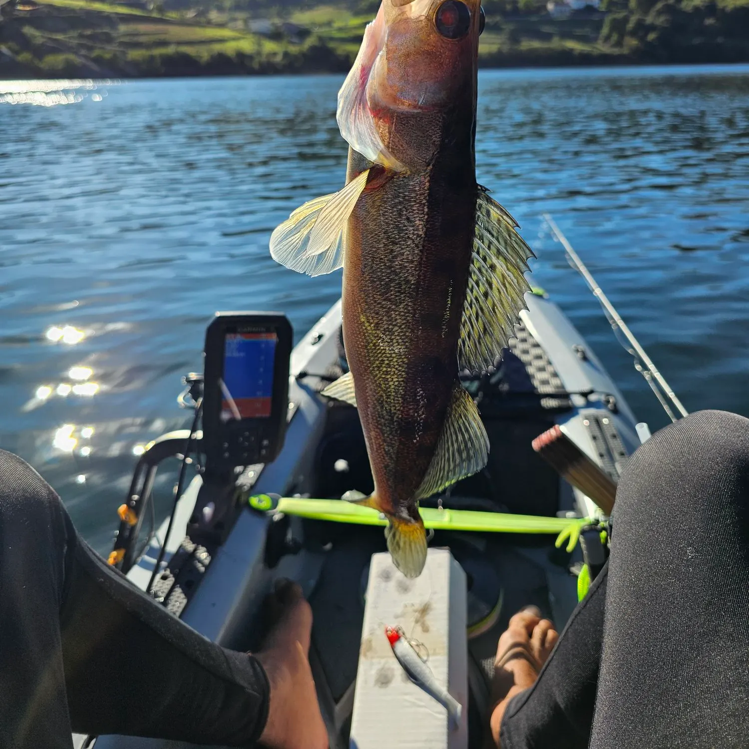 Zander caught on Fishbrain