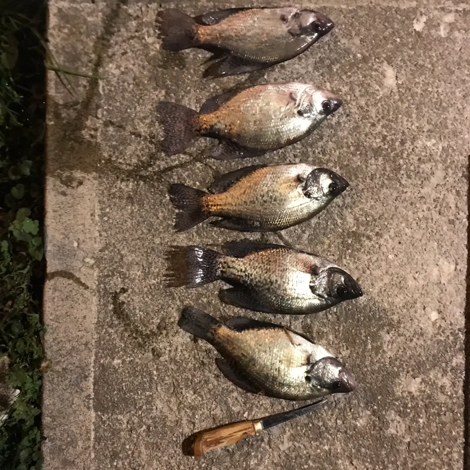 recently logged catches