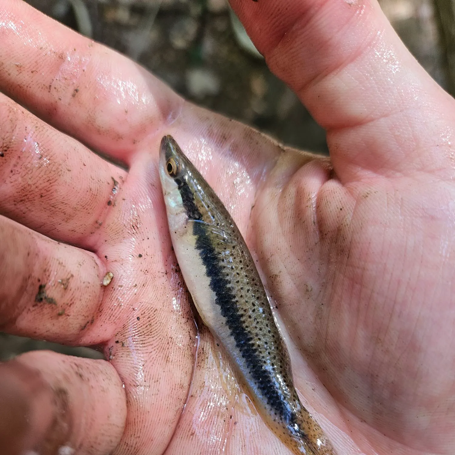 The most recent Blackspotted topminnow catches on Fishbrain