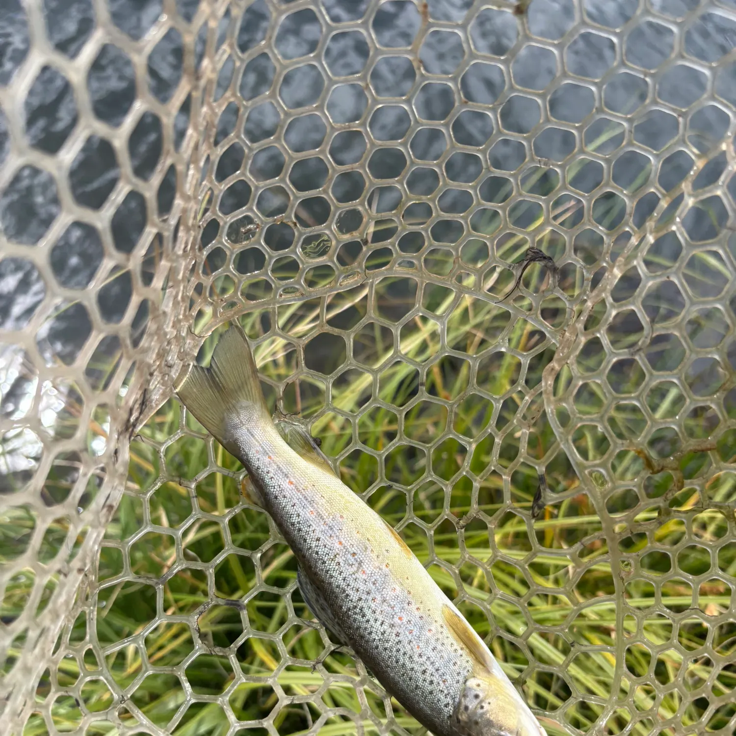 Brown trout caught on Fishbrain