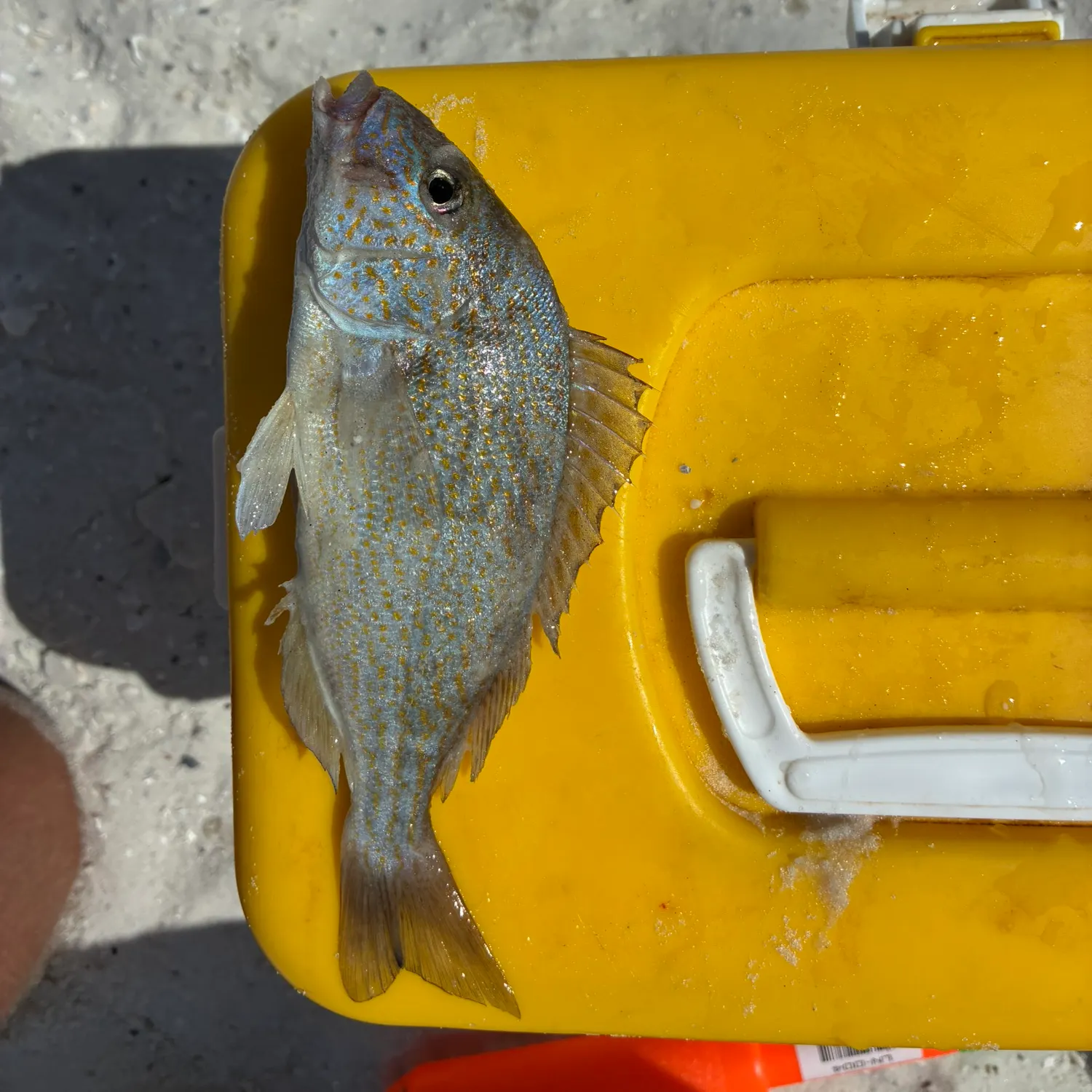 The most recent Pigfish catches on Fishbrain