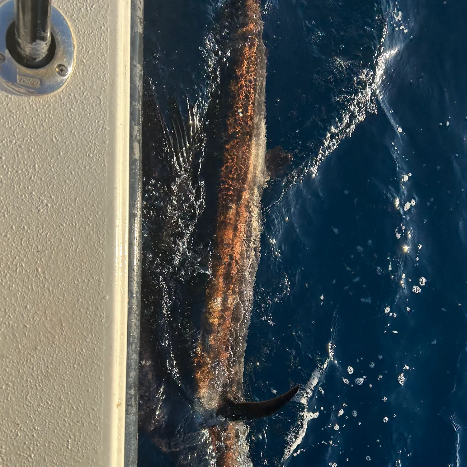 The most recent Atlantic sailfish catches on Fishbrain