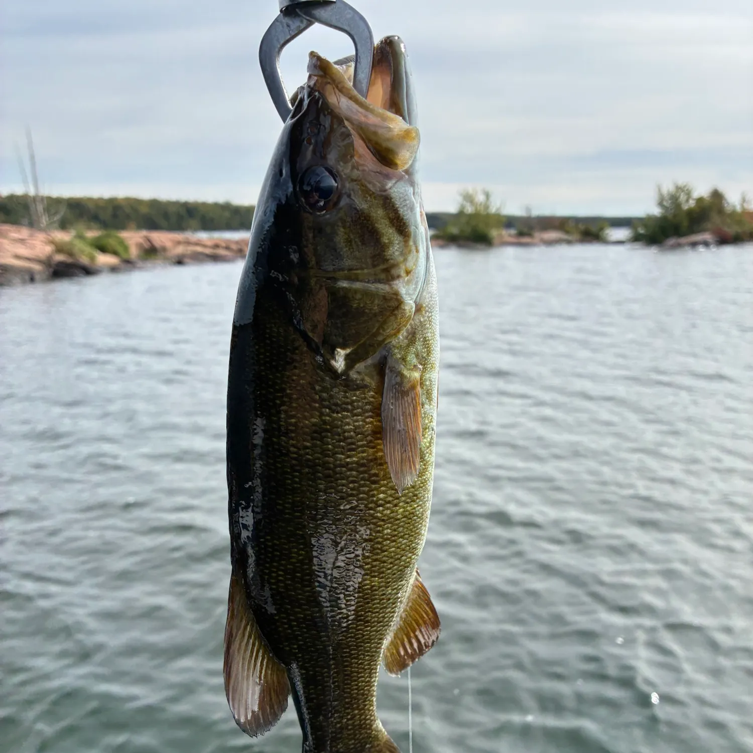 Smallmouth bass caught on Fishbrain