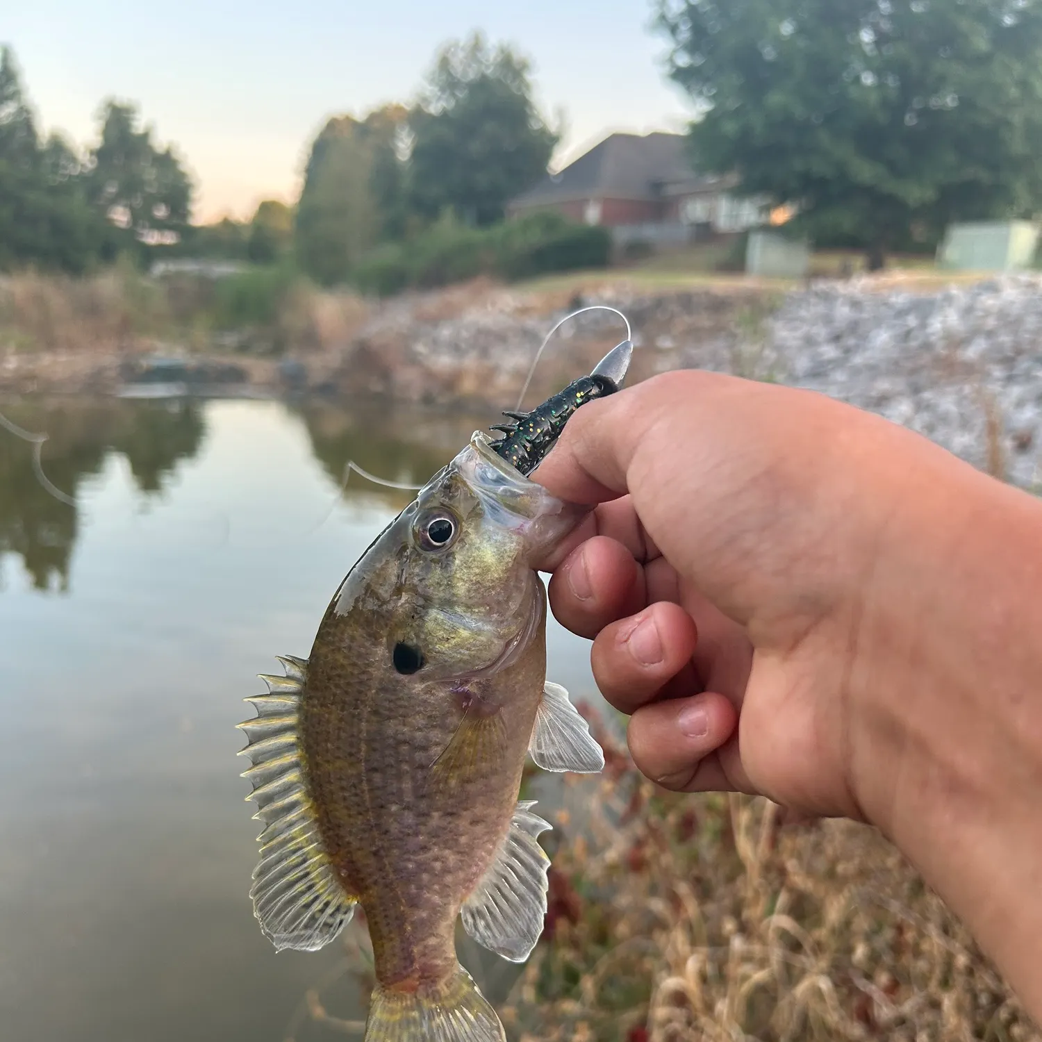 Warmouth caught on Fishbrain
