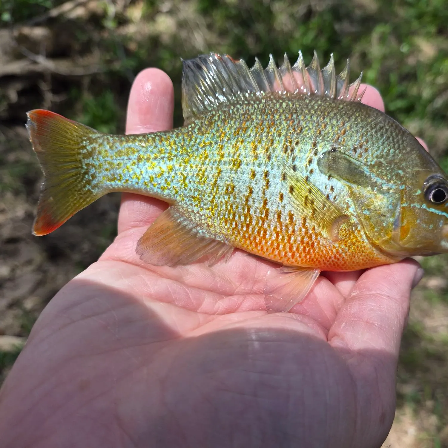 The most recent Orangespotted sunfish catches on Fishbrain