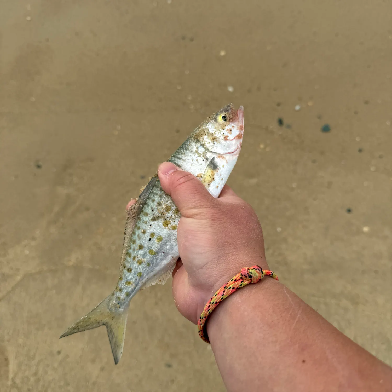 Eastern Australian salmon caught on Fishbrain
